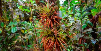 ¿Qué son los créditos de carbono?