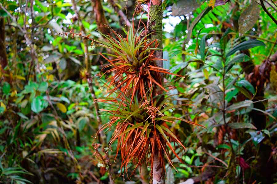 ¿Qué son los créditos de carbono?