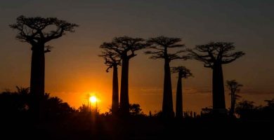 La problemática ecológica en Madagascar