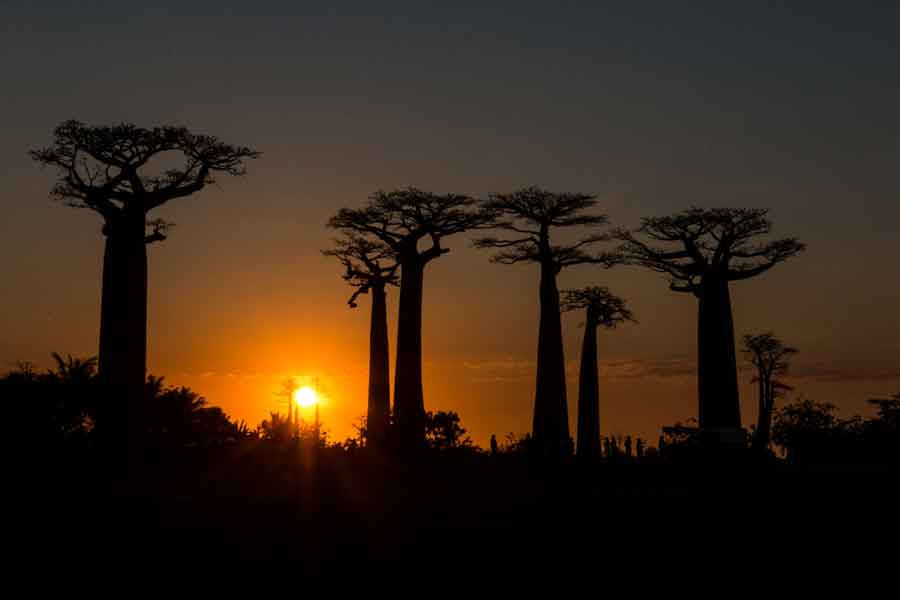 La problemática ecológica en Madagascar