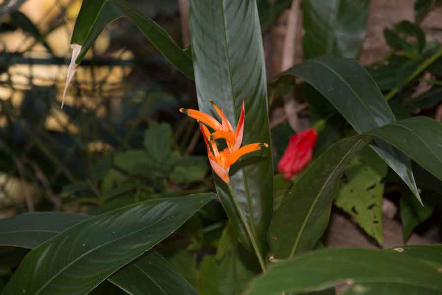 La problemática ecológica en Madagascar