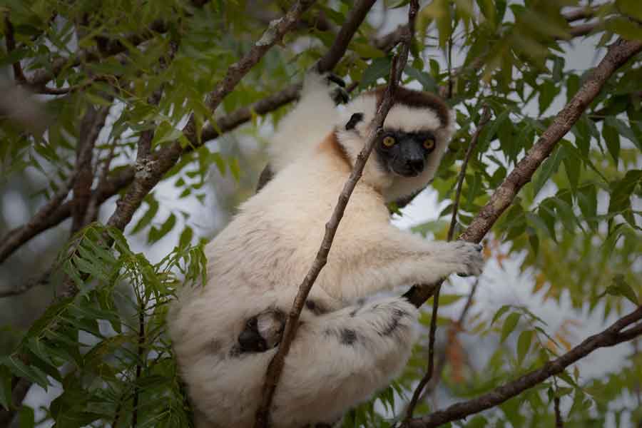 Lemur