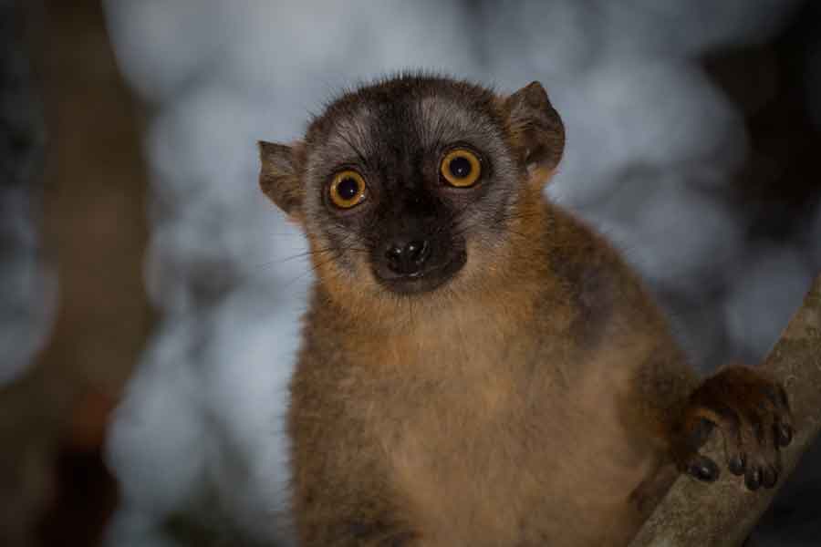 Lemur