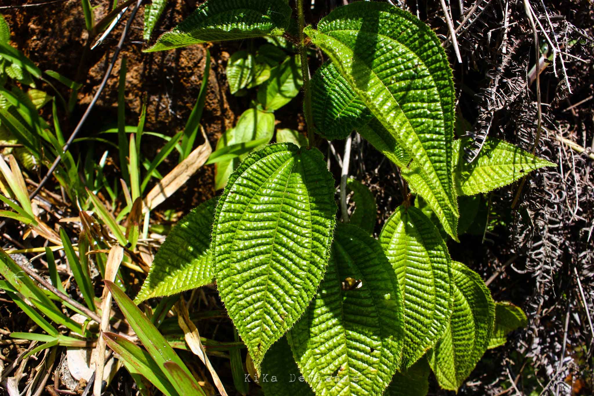 Flora malgache