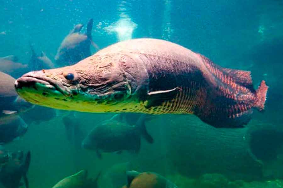 arapaima o pirarucu