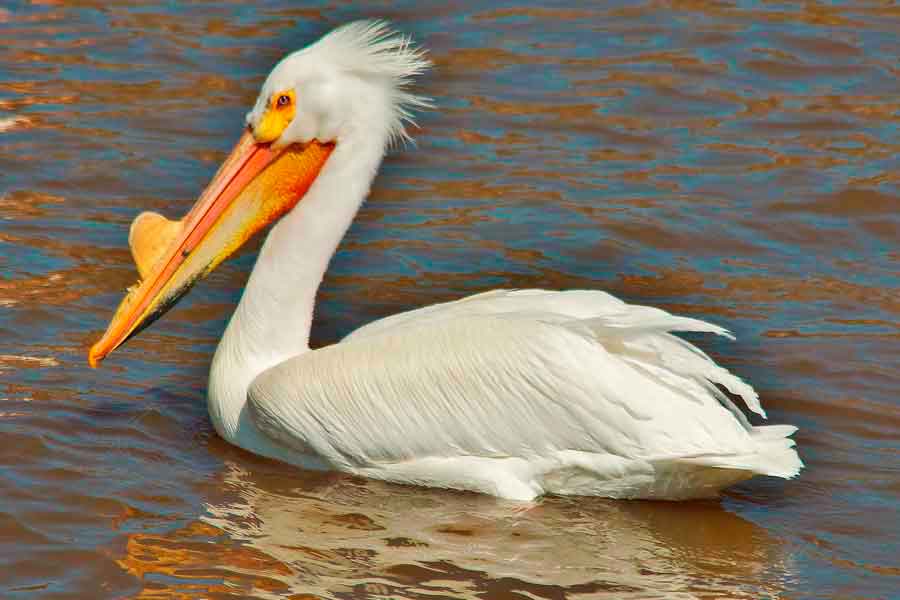 Fauna del Mississipi