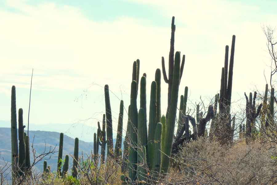 Sistema montañoso de la Sierra Madre 