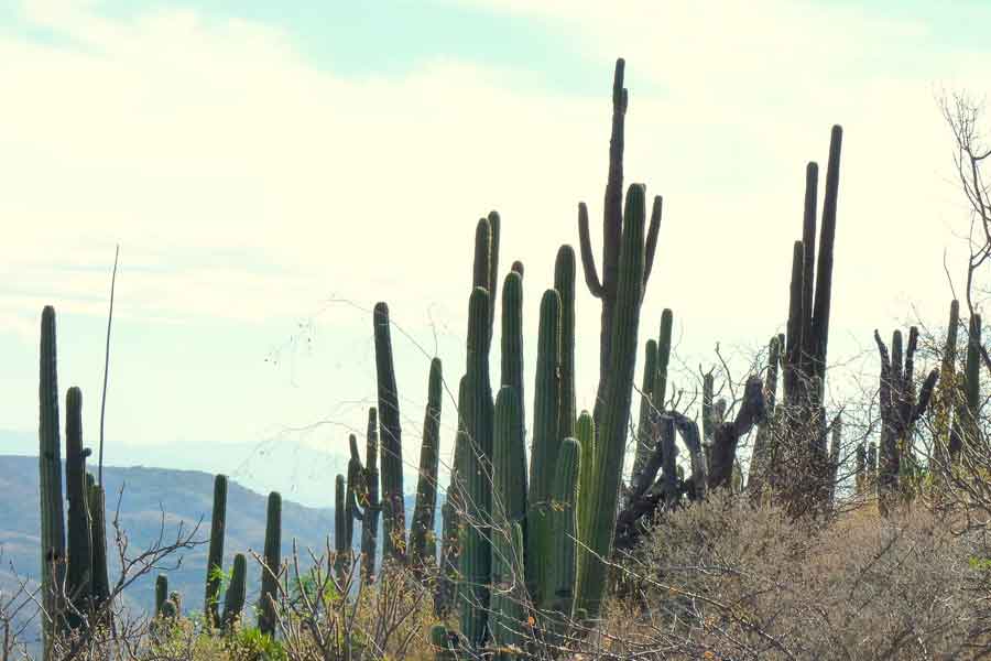 Sistema montañoso de la Sierra Madre 