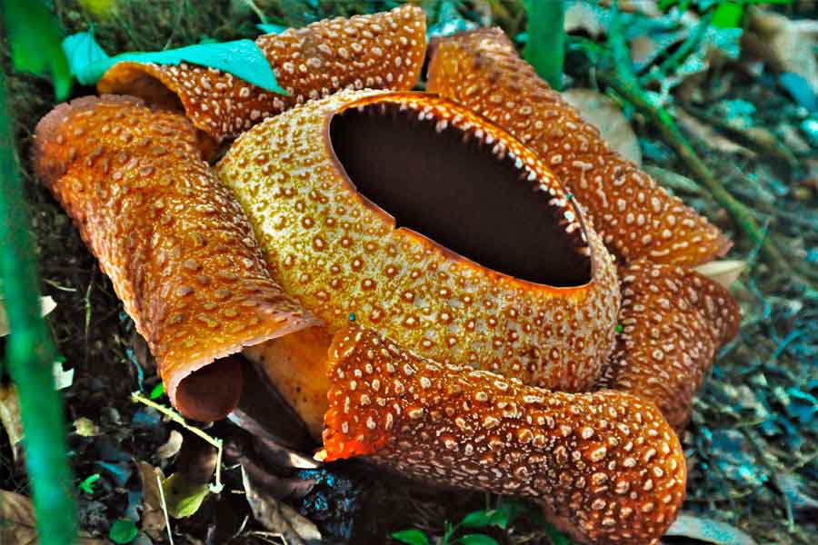 La isla de Borneo - Rafflesia