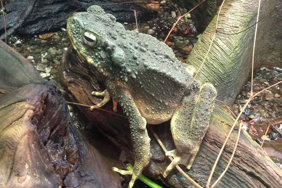 Bufo juxtasper