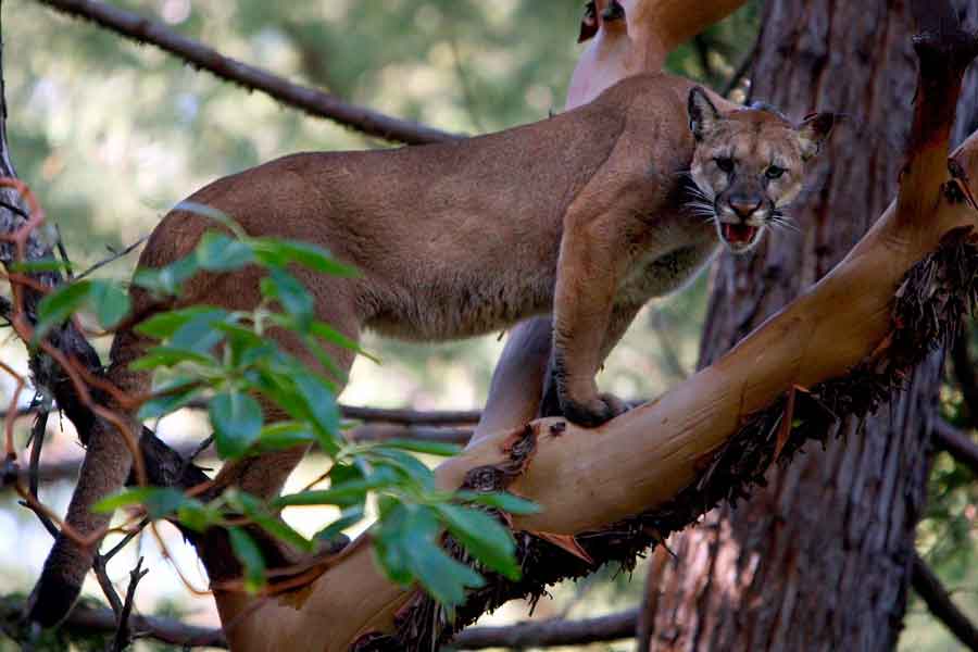 Pardofelis badia