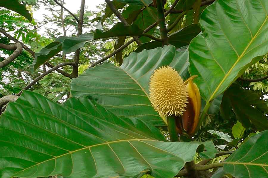 La isla de Java - Artocarpus elasticus