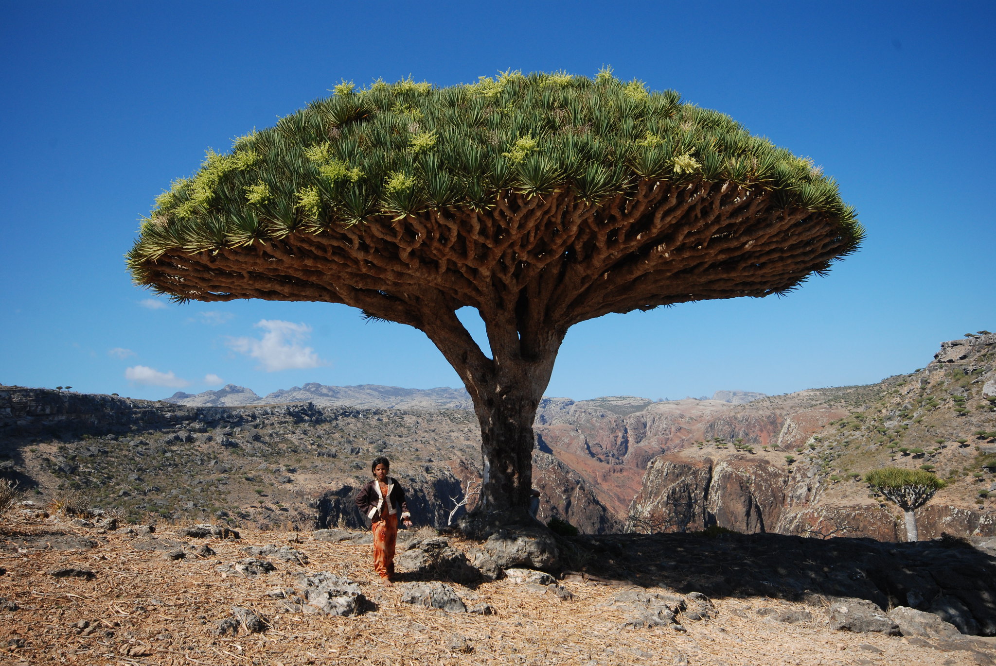 La isla de Socotra