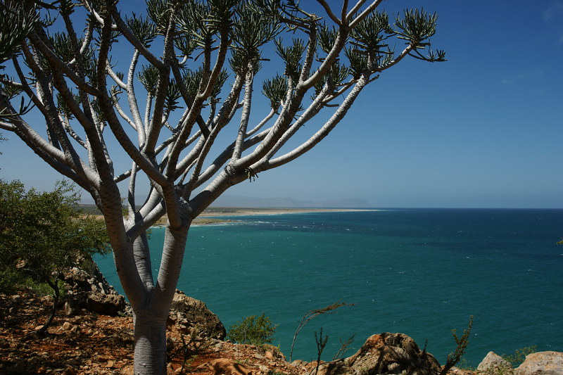 Euphorbia arbuscula