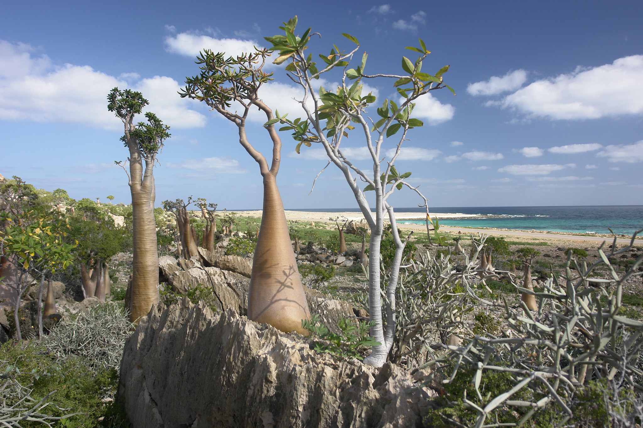 Adenium socotranum