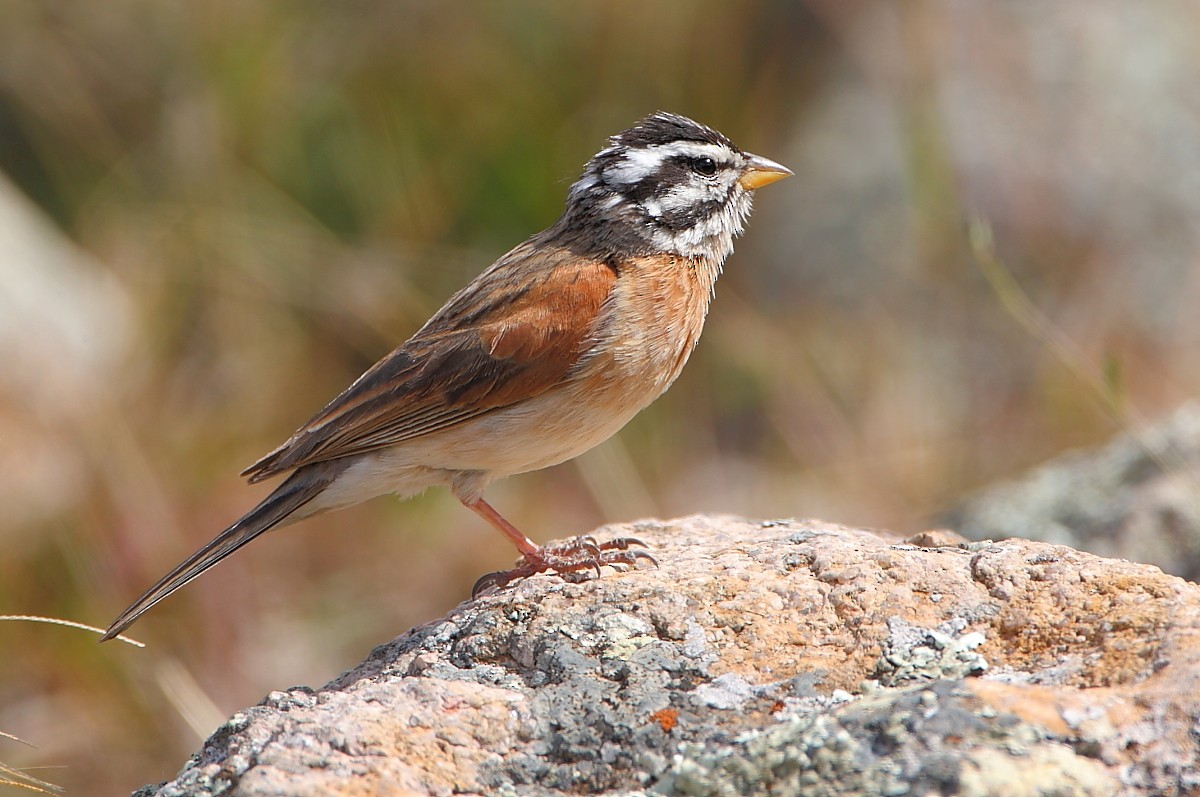 Emberiza socotrana