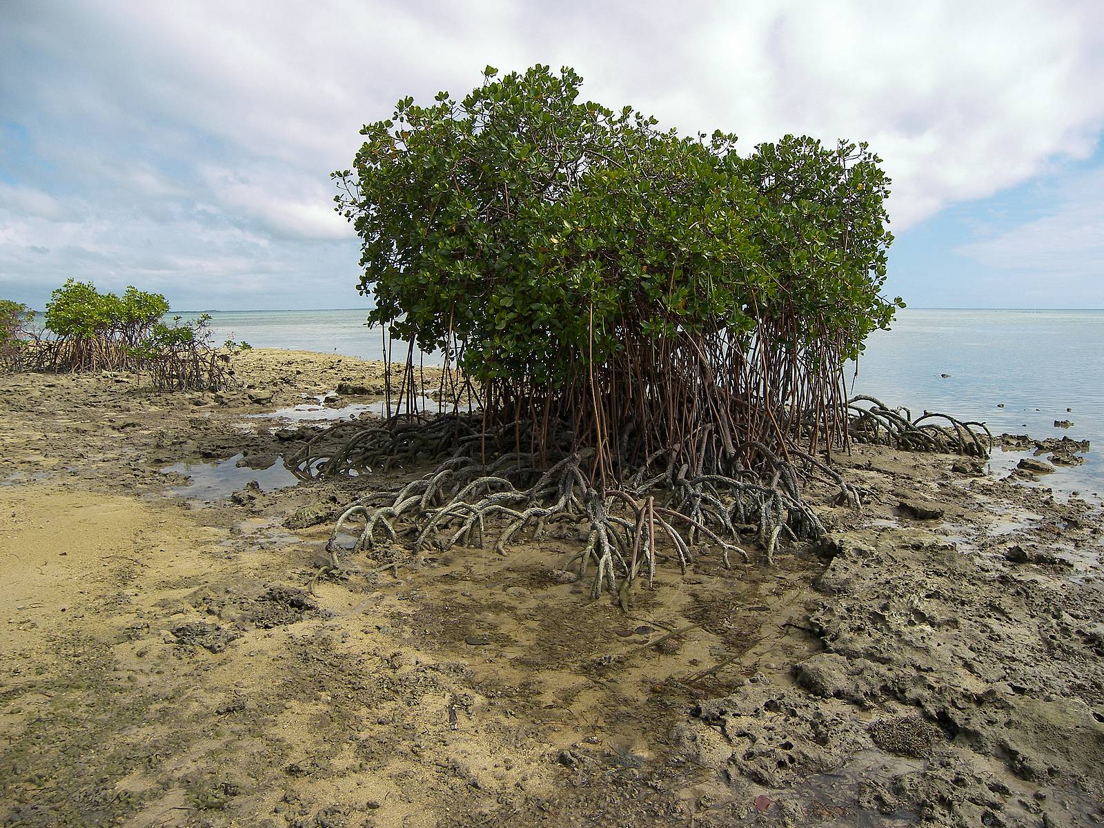 Avicennia marina