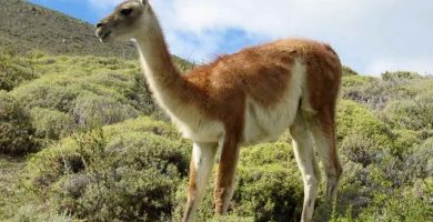 Córdoba declara ocho especies animales "Monumento Natural provincial"