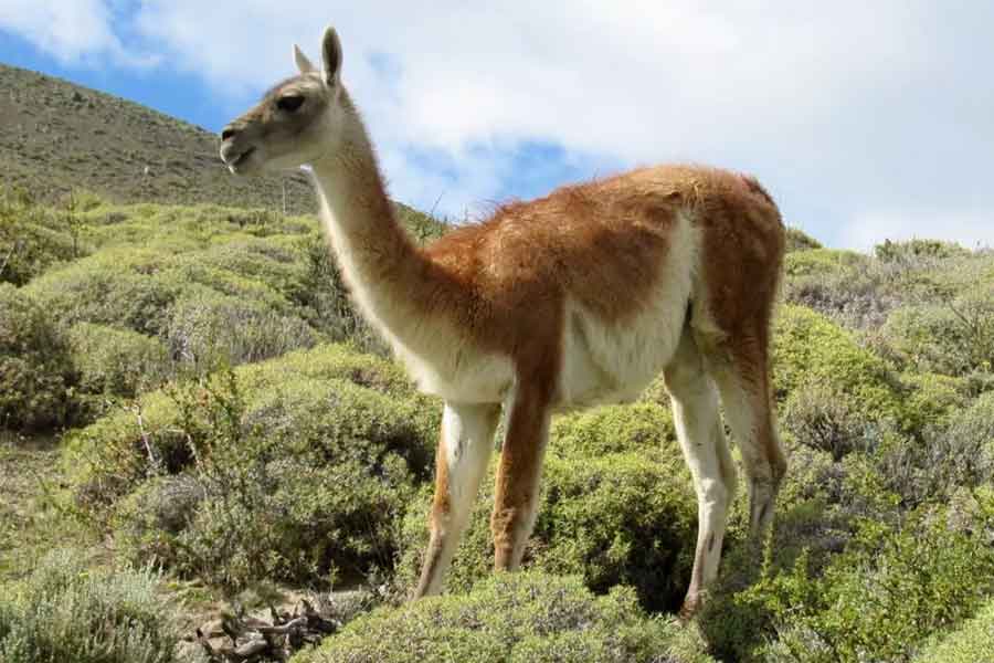 Córdoba declara ocho especies animales "Monumento Natural provincial"