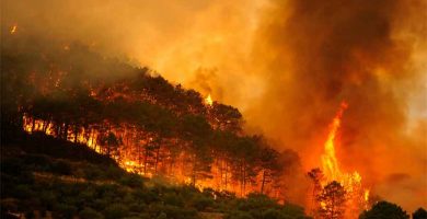 Greenpeace Desmiente las 'Fake News' Sobre Incendios Forestales