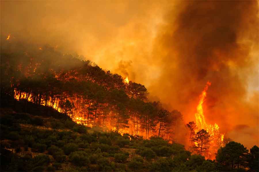Greenpeace Desmiente las 'Fake News' Sobre Incendios Forestales